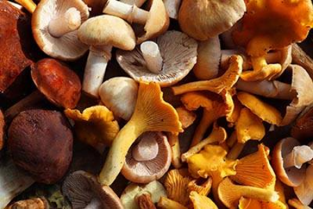 Picture for category Mushrooms
